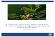 A summary of recovery effort and future direction for ... · A summary of recovery effort and future direction for Coxen's fig-parrot Cyclopsitta diophthalma coxeni, Department of