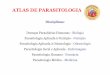 ATLAS DE PARASITOLOGIA - ufjf.br¡tica-20125.pdf · ATLAS DE PARASITOLOGIA Esse Atlas tem o objetivo de complementar as aulas práticas das disciplinas da Parasitologia Profa. Dra