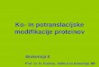 Ko- in potranslacijske modifikacije proteinovibk.mf.uni-lj.si/teaching/biokemija2/predavanja/KoInPotranslacijskeMo... · endoplazemski retikulum ribosomski cikel SRP cikle Citosol