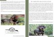 Sie haben einen Welpen aus dem Verein für Jagd-Teckel e.V ... Teckel_1.pdf · Wie ernähre ich meinen Hund richtig? Fragen Sie Ihren Züchter, was er den Welpen bisher an Futter