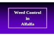 Alfalfa Weed Control - Kansas State University · Estabished Alfalfa Tillage Dormant season tillage may damage crowns and predispose alfalfa to diseases in wetter environments, but