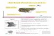 Teichfrosch (Pelophylax esculentus) - BUND Naturschutz · Teichfrosch in Bayern Gelege des Teichfrosches: Einzelne „unordentliche“ Eiballen, häufig an Pflanzen befestigt Verwechslungsmöglichkeiten: