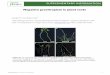 Supplementary Information Negative gravitropism in plant roots · NEGATIVE GRAVITROPIC RESPONSE OF ROOTS is required for root gravitropism in plants Liangfa Ge1 and Rujin Chen1,*