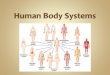 Human Body Systems - Mrs. Cordero's Sciencecorderoscience.weebly.com/.../2/2/3/4/22342824/human_body_systems_ppt.pdf · Red Blood Cells Carry oxygen to the body cells White blood