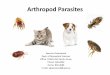 Arthropod Parasites - University of Prince Edward Islandpeople.upei.ca/sgreenwood/VPM-122-Lecture_25-Arthropod_1-Ticks-2017... · Arthropod Parasites •Ectoparasites –Outer surface