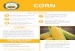 CORN - fcs.uga.edu · CORN DID YOU KNOW? Best Time to Buy: May - October CORN FRESH AND HEALTHY Corn has many uses from being a staple food that provides the basis for tortillas,