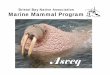 revise2009BBNA Marine Mammal Program powerpoint · Natives also hunt other marine mammals including all seal species (harbor seals, ringed seals, spotted seals, bearded seals), sea