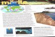 Ciclul vietii: Marilecdn4.libris.ro/userdocspdf/654/Ciclul vietii Marile.pdf · märile tropicale putin adânci apar recifi de corali, iar lagunele Oferä adäpost animalelor 9i plantelor,