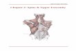 Chapter 2: Spine & Upper Extremity - DaVinci AcademyInferior ligamentum nuchae Cervical and thoracic vertebrae Ribs 2-5 Elevates ribs 2-5 Intercostal nerves Serratus Posterior Inferior