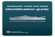 identification guide...Deepwater shark and skate identification guide afma.gov.au 9 of 48 No. Description Image 7 First dorsal fin originating above the base of the pelvic fins and