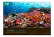 Banda Sea Diving | Brochure 2020 | Apex Expeditions...coral gardens and swarms of brightly-colored fish. Swim with hulking pelagic predators like Dogtooth Tuna, and visit “Hammerhead