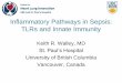 Inflammatory Pathways in Sepsis: TLRs and Innate …...Inflammatory Pathways in Sepsis: TLRs and Innate Immunity Keith R. Walley, MD St. Paul’s Hospital University of British Columbia