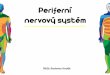 Periferní nervový systém · PDF file entrální nervový systém 1 Medulla spinalis –mícha 2 Medulla oblongata –prodloužená mícha 3 Pons –most 4 Mesencephalon –střední