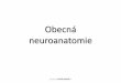Obecná neuroanatomie - anatomie.lf3.cuni.czanatomie.lf3.cuni.cz/centralni_prezentace/Obecna_neuroanatomie.pdfNeurony I • představují základní jednotky nervové tkáně • jsou