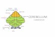 Z >>hDsinoemedicalassociation.org/anatomyphysiology/cerebellum.pdfof cerebellum Deep cerebella r nuclei (c) Caudal (inferior) Brain stem (midbrain) Cerebellar cortex Vermis (cut) Granule