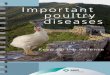 Important poultry diseases - California Poultry Federation ...Infectious Bronchitis(IB) is present worldwide, it is a highly contagious, acute, and economically important disease