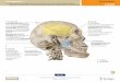 Kauwspieren 8 Atlas: zie 43–45kellebeek.net/afy/hoofdstukken/H.ST.2 Hoofd.pdf · 2.Ac Spieren van het hoofd (kauwspieren). Oorsprong op de ossa parietale, temporale, zygomaticum,