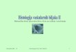 Mehanička tkiva, provodna tkiva, tkiva za lučenje i ...hirc.botanic.hr/sist-bot/Documents/botanika-MB-12-2008-Anatomija II.pdf · presjeku drva stanica sklerenhimskog vlakna Obilna
