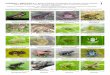 1134-01 Anfibios y Reptiles de La Avispa...ANFIBIOS y REPTILES de la Reserva Natural y Ecoturística La Avispa, Caquetá, Colombia Diego H. Ruiz-Valderrama1-2-3, Maykoll J. Parra-Olarte1,