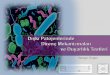 Dışkı Patojenlerinde Direnç Mekanizmaları ve Duyarlılık ...tmc-online.org/userfiles/file/pdf/11akg_sunumlari/24.pdf · bakteri ribozomlarının 50S alt Makrolidler ünitesindeki