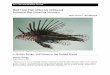 Red Lion Fish (Pterois volitans - United States Fish and ... · Pterois volitans Ecological Risk Screening Summary U.S. Fish and Wildlife Service – Web Version – 7/28/2014 2 Status