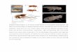 Drosophila melanogaster. (a) - Nature...Supplementary Figure 1 | An insect model based on Drosophila melanogaster. (a) Side and ventral images of adult female flies used to calculate