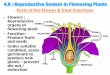 Parts of the Flower & their Functions - Typepad...Parts of the Flower & their Functions! • Flowers : Reproductive organs of flowering plant! • Function : Produce fruits and seeds!