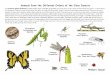  · 2015-08-21 · Animals from the Different Orders of the Class Insecta The Insects (Class Insecta) include beetles, bees, butterflies, dragonflies, and many more orders. They all