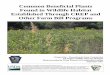 Common Beneficial Plants Found in Wildlife Habitat Established Through CREP … · Common Beneficial Plants Found in Wildlife Habitat Established Through CREP and Other Farm Bill