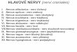 HLAVOVÉ NERVY (nervi craniales) · I. Nervus olfactorius - nerv čichový II. Nervus opticus - nerv zrakový III. Nervus oculomotorius - nerv okohybný IV. Nervus trochlearis - nerv