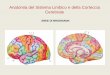Anatomia del Sistema Limbico e della Corteccia Cerebrale · CINGOLO ANTERIORE Con l’amigdala e l’insula modula il tono dell’umore e l’ansietà Le connessioni con l’ippocampo