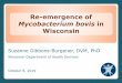 Mycobacterium bovis in Wisconsin · • Bovine tuberculosis (TB) in Wisconsin • How does bovine TB spread? • Contact investigations • TB screening and testing • Investigating