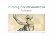 Introduzione all'Anatomia Umana - MATESCIENZEprofgodoli.weebly.com/uploads/2/1/5/6/21566584/intro_corpo_umano.pdf · –Il sistema cardiovascolare, aiutato dal sistema linfatico,