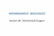 MEMBRANELE BIOLOGICE lector dr. Simionică Eugen...Defini ție •MB sunt structuri supramoleculare alcătuite din lipide și proteine, care delimitează conținutul celular de mediul