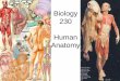 Biology 230 Human Anatomy - Cuyamaca College · Gross anatomy • Surface anatomy-anatomy that we can see at the surface of the body (everyday life) • Regional anatomy-complete