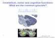 Cerebellum, motor and cognitive functions: What are the ... 1 Cerebellum, motor and cognitive functions: