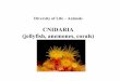 CNIDARIA (jellyfish, anemones, corals)blogs.vsb.bc.ca/jsmartin/files/2019/02/18-Cnidaria.pdf · Lophophorate phyla ! Pseudocoelomates ! Coelomates ! A Phylogeny of the Animal Phyla!
