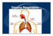 Sistema Respirat ório - chinarte.com · Vias Respiratórias Bifurca-se na sua região inferior, originando os brônquios , que penetram nos pulmões. A parte inferior da junção