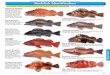 Rockfish Identification - Washington...Washington Sport Fishing ules ffective uly 1, 21 une , 21 Atlantic salmon have large black spots on the gill covers and back, and rarely any