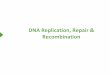 DNA Replication, Repair & Recombination - كلية الطب · PDF file DNA Replication, Repair & Recombination . Semi-Conservative Replication Discontinuous Replication on Lagging