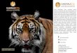  · 2018-10-30 · HARIMAU KITA sumatran tiger conservation forum otO: fayesie_daisie HARIMAU KITA sumatran tiger conservation forum Forum HarimauKita (FHK) merupakan sebuah kelompok