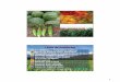Línea de Productos Peru-1.pdf · CROP +, es un Bioestimulante Orgánico concentrado soluble que estimula el metabolismo de las plantas, facilitando una mejor absorción de los nutrientes