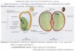 Morfologie 1 klíčení a pletiva rostlin - Univerzita Karlova · 2009-03-30 · MORFOLOGIE CÉVNATÝCH ROSTLIN - Kořen 3. Metamorfózy kořenů – zásobní orgán Z hlavního