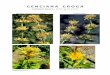 G E N C I A N A G R O G A - Jardí Botànic de Gombrèn · 2019-09-09 · NOTA 1: Entre les gencianes de Rors no grogues, i amb cilis, hi ha Gentiana campestris, G. ciliata, i G