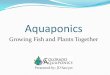 Aquaponics - Texas A&M AgriLife · Aquaponics Defined The integration of: Aquaculture –Growing fish in a re-circulating system Ponos –The Greek word for growing plants with or