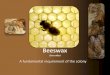 Beeswax - Ohio State University 2019.pdfFor bees, beeswax is a multiuse, expensive, expendable product • Home site • Food storage • Brood production • Dance floor • Pharmacy