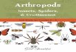 Arthropods · Science Lesson 1 Cold Blooded You are warm-blooded. That means your body controls its temperature. Birds and mammals are also warm blooded. But arthropods are cold blooded