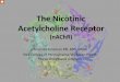The Nicotinic Acetylcholine Receptor ... The Nicotinic Acetylcholine Receptor (nAChR) Amanda Rossman