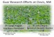 Guar Research Efforts at Clovis, NM - Texas A&M …...Guar Research Efforts at Clovis, NM Dr. Sangu Angadi Crop Stress Physiologist Dr. Sultan Begna Agriculture Research Scientist