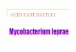 ACID FAST BACILLImicrobiology.free.fr/Presentations/mycobacteriumleprae.pdf · Mycobacterium leprae borderline leprosy intermediate form of leprosy Depends to treatment and immunologic